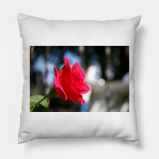 Bright and Colorful RED ROSE close up Pillow