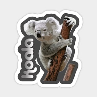 Koala Magnet