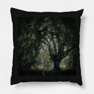 'Veneration', a notable beech tree, Highland Perthshire. Pillow