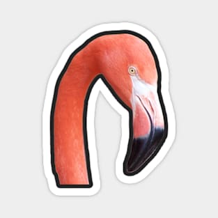 Caribbean Flamingo Magnet