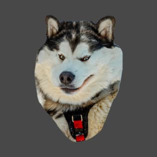 Malamute in the snow T-Shirt