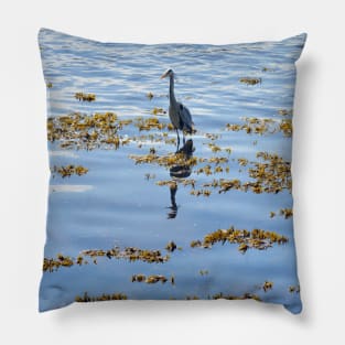 Heron fishing on the River Tweed Pillow