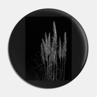 Vertical pampas grass on black background. Pin