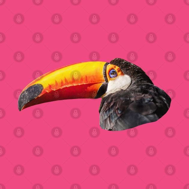 Toucan by dalyndigaital2@gmail.com