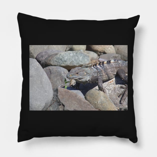 Female Green Iguana Pillow by Carole-Anne