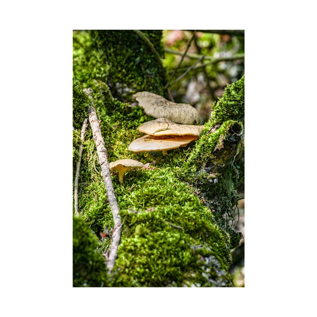 Mushrums on a Tree, Eriskircher Ried, Lake Constance by holgermader