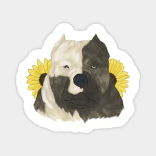 Brindle Pied American Bully with Sunflowers Magnet