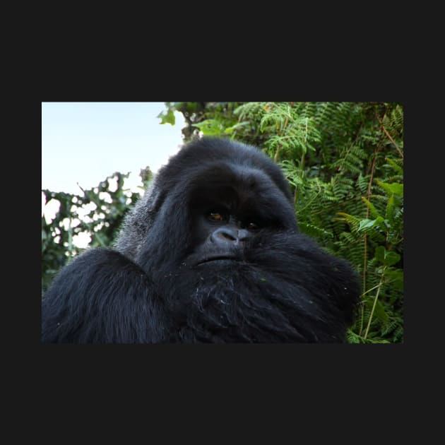 Silverback Gorilla, Hirwa Group, Rwanda, East Africa by Carole-Anne