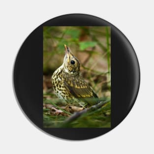 Baby song thrush on forest floor Pin