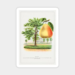 Seckel pear lithograph (1900) Magnet