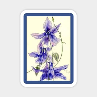 Blue Columbine (aquilegia) flowers watercolour painting Magnet