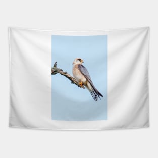 Red-footed falcon, Falco vespertinus Tapestry