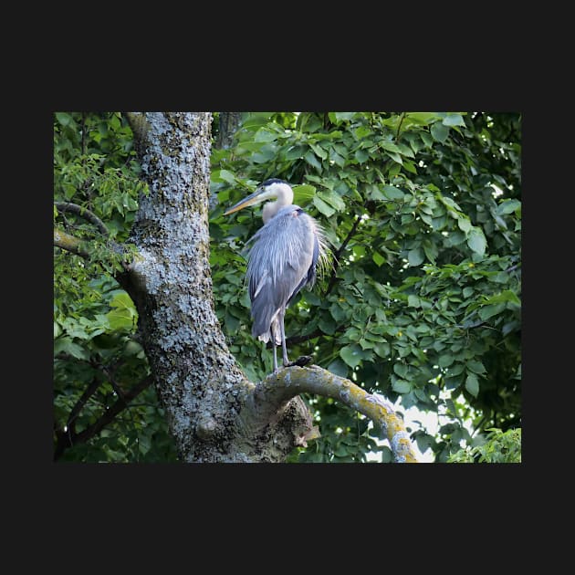 The Blue Heron by NatureTrail