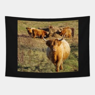 Highland cattle Tapestry