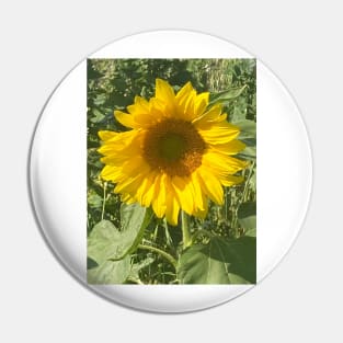 A Happy Sunflower Sunbathing and Soaking up the Summer Sun - Sunflower Alliteration! Pin