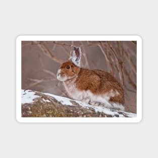 Show Shoe Hare Magnet