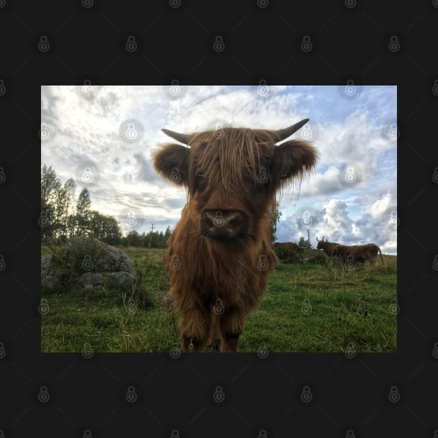 Scottish Highland Cattle Calf 2100 by SaarelaHighland