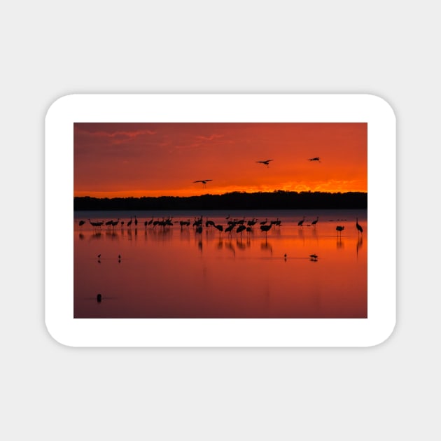 Sarasota Sunset Magnet by joesaladino