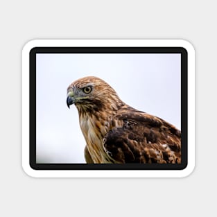 Red Tailed Hawk Stare Down Magnet