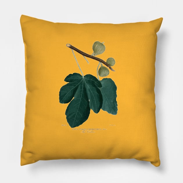 19th Century Colored Fig Aquatint Pillow by Amaranthus Designs