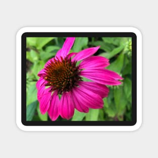 Rise and Shine with Pink Echinacea Magnet