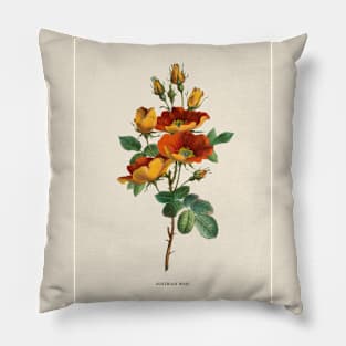 Austrian Rose Antique Botanical Illustration Pillow