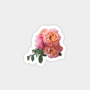 Pink Roses Flowers Bouquet Floral Magnet