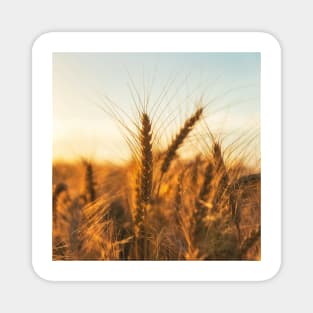 Wheat field at sunset Magnet