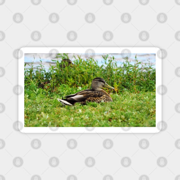 A Duck Resting In The Grass Magnet by BackyardBirder