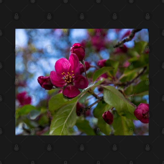 Apple blossoms by CanadianWild418