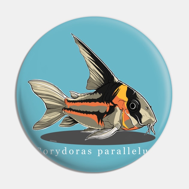 Corydoras parallelus Pin by q10mark