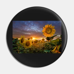 Sunflowers at sunset Pin