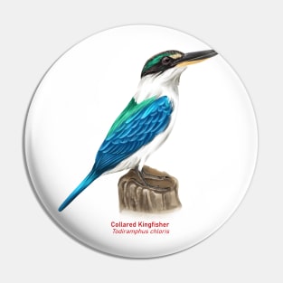 Collared kingfisher | Todiramphus chloris Pin