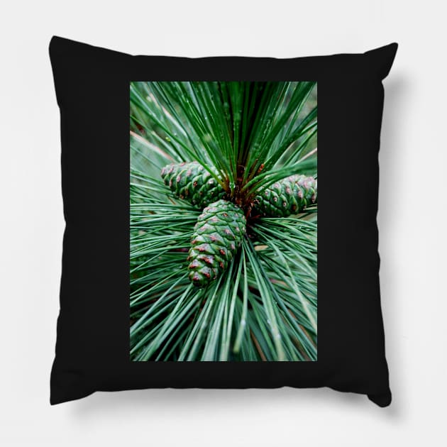 Pine Cones Pillow by LaurieMinor
