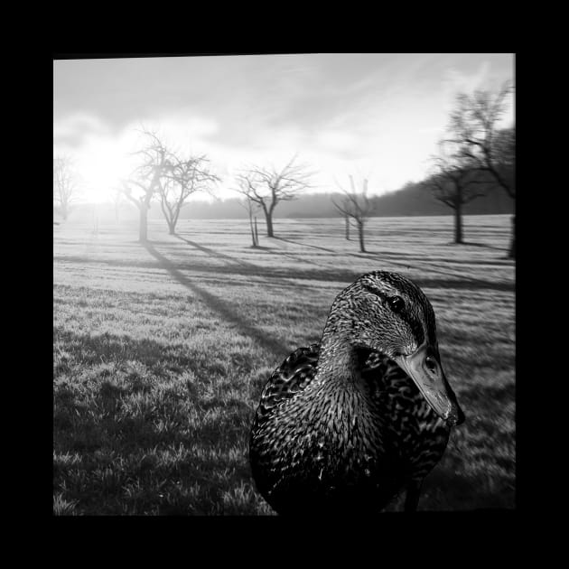 black and white duck, and country landscape by KG