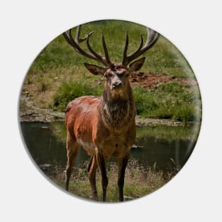 Red Deer Buck Pin