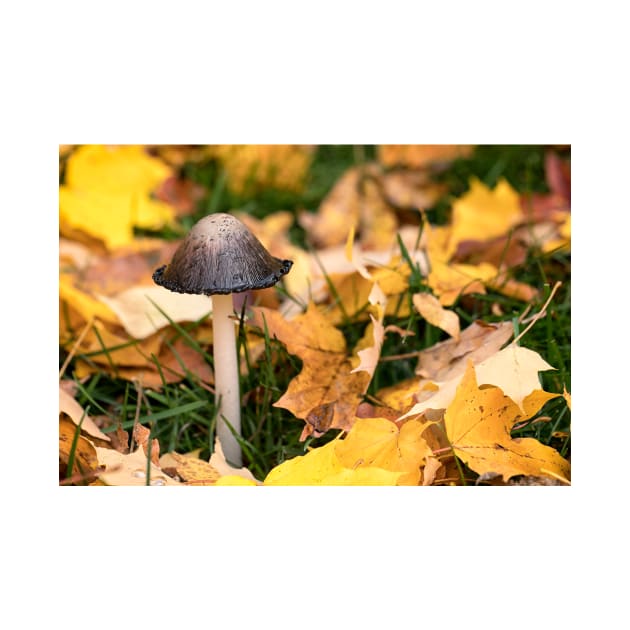 Autumn Mushroom by Eunice1