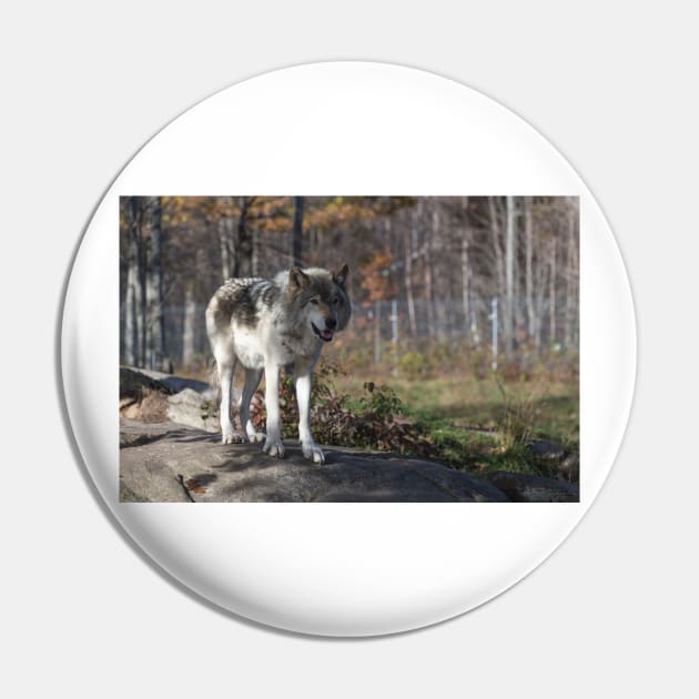 Timber wolf in the woods Pin by josefpittner