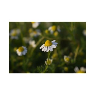 Chamomile on a spring day T-Shirt