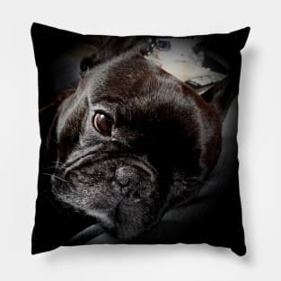 French Bully Pillow