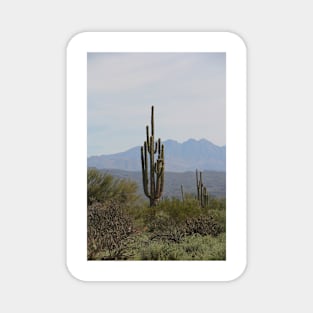 Saguaro, MacDowell Mountain Regional Park Magnet