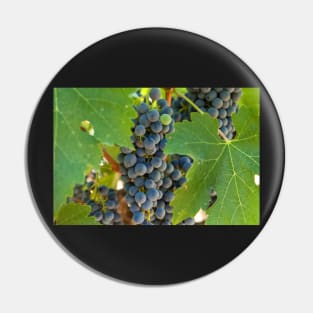 grapes Pin