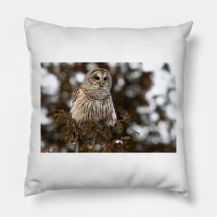 Barred Owl - Kanata Pillow