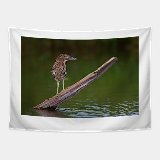 Juvenile Night Heron Tapestry