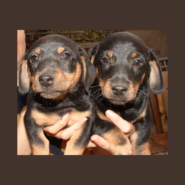 Dachshund puppies group by Wanderingangel