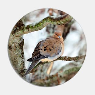 Mourning Dove Staring At The Camera Pin