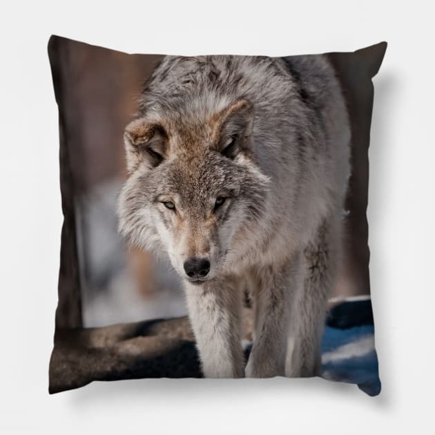 Timber Wolf Pup Pillow by jaydee1400