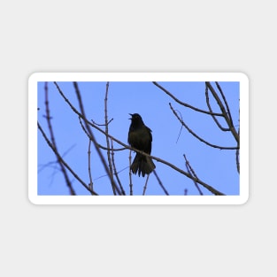 Common Grackle Perched On A Tree Branch Magnet