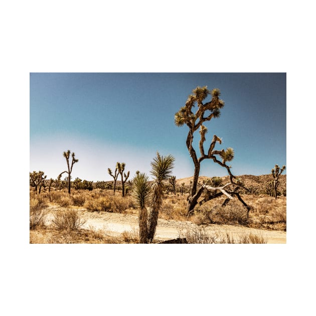 Joshua Tree National Park, California by Gestalt Imagery