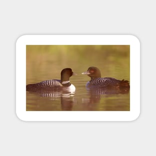 "Ahh…a-loon at last" - Common Loon Magnet